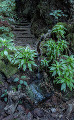 Obraz premium waterfall in the jungle