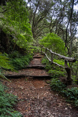 Obraz premium wooden bridge in the forest