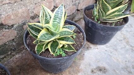 Snake Plant (Sansevieria trifasciata): Lush Green Foliage, Top Choice for Indoor Air Quality