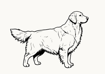 Golden Retriever stencil line art black and white vector illustration isolated on white background