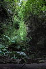 Obraz premium green forest in the morning