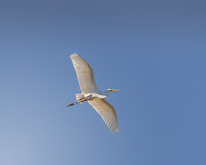 Garaza blanca en pleno vuelo de un dia soleado de fondo el cielo azul