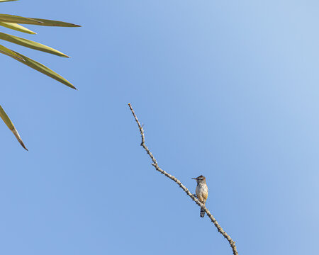 matraca del desierto en dia soleado, de fondo el cielo azul, en la sierra de jimulco