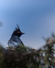 Capulinero negro macho en la sierra de jimulco