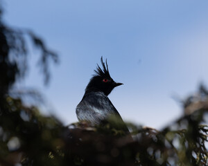 Capulinero negro macho en la sierra de jimulco