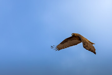 Halcón en pleno vuelo con alas extendidas sobre un cielo azul despejado. Captura dinámica de vida silvestre en movimiento.

