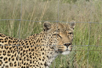 leopard in the grass