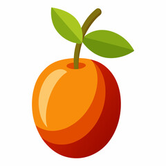 vector illustration of orange fruit