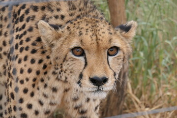 cheetah in the grass