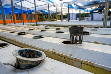 Exploring Hydroponic System Rows and Net Cups for Sustainable Urban Farming