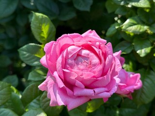 Rose flower beautiful pink elegant bloom