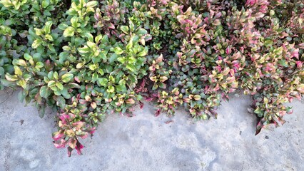 Vibrant close-up of Alternanthera foliage with striking multicolor patterns in red, green, and yellow, perfect natural backdrop for wallpaper, prints, and decor