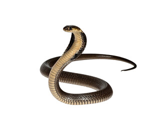 Fototapeta premium Elegant Snake Curves and Graceful Posture Captured in Detail