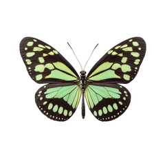 Fototapeta premium Beautiful Monarch Butterfly with Vibrant Green and Black Wings on White Background in Artistic Presentation Transparent background or png