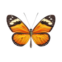 Vibrant Monarch Butterfly Displaying Bright Orange Wings with Black and White Patterns on a Clear Background Transparent background or png