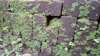 Aged and weathered bricks are covered in vibrant green moss, forming a unique texture and pattern...