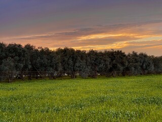 Beautiful natural view of olive trees on the horizon with sunset over wheat fields.