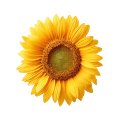 Fototapeta premium Bright and Cheerful Sunflower Bloom with Vibrant Yellow Petals and Detailed Center on Isolated Background Transparent background or png