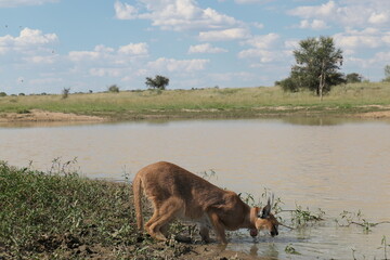 Caracal drinking at the lake