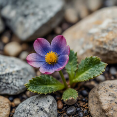Close-up watercolor of a miniature alpine flower nestled in rocky soil, its petals trembling under cold rain, with foggy granite in soft focus behind