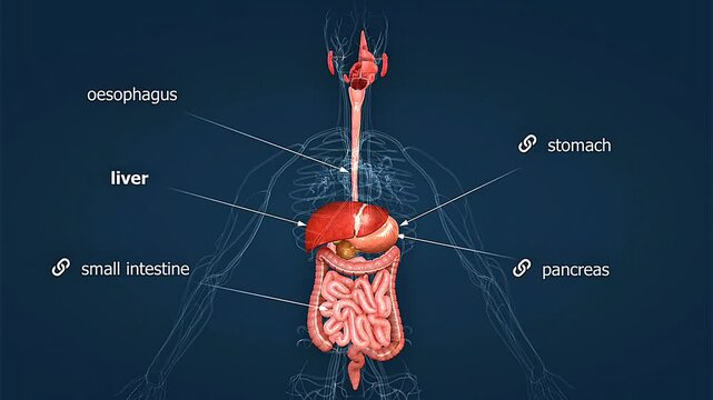 Humn digestive system anatomy 3D