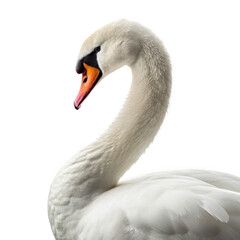 Fototapeta premium Swan animal png large elegant water bird png white-feathered species png graceful swimming bird png lake and pond wildlife png transparent background image
