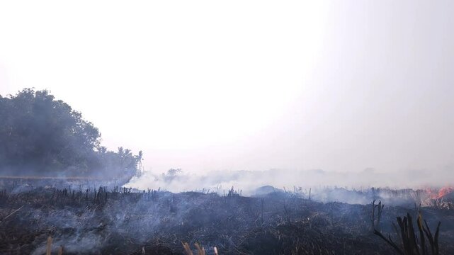 Stubble Burning in India( Parali burning), also known as stubble or straw burning, It significantly contributes to air pollution, releasing harmful gases and particulate matter into the atmosphere.