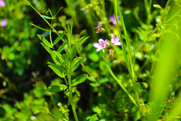 green grass and flowers