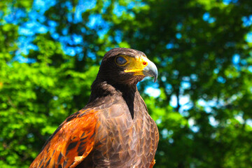 red tailed hawk