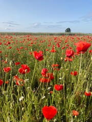field of poppies