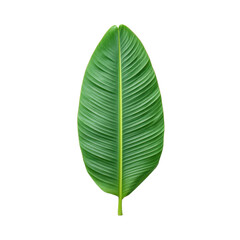 Large Tropical Green Leaf Isolated on White Background Showcasing Natural Beauty and Freshness of Nature Transparent background or png