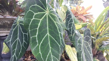 Vibrant Anthurium Crystallinum 'Mini Elephant Ear' in Bloom: A Lush Tropical Garden Gem with Exotic...
