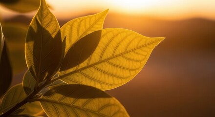 Sunlight filtering green leaves in golden hour