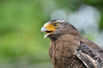 Crested Serpent Eagle perched on a tree in subtropical forest of Iriomote Island, Okinawa, Japan – in its natural habitat