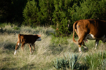 Hereford cow with calf in Texas ranch field during summer.