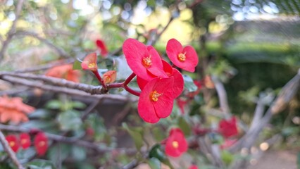 Close-up of vibrant red Euphorbia milii (Crown of Thorns) flowers, a beautiful display of tropical nature's artistry.