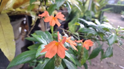 Peach Firecracker Flower (Crossandra infundibuliformis) bloom and vibrant orange Aboli blossom detail from a blooming firecracker plant, a tropical peach flower cluster