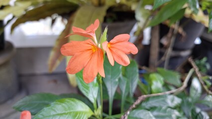 Peach Firecracker Flowers (Crossandra infundibuliformis) blooming, showcasing vibrant orange...