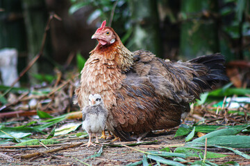 free range chickens