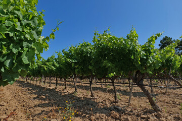 Vigne en Provence