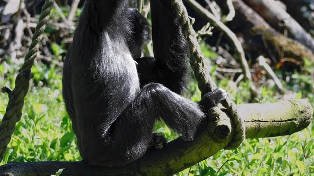 Extreme close-up 4K video of a siamang gibbon swinging gently on a wooden log swing in a zoo enclosure. Facial features clearly visible. Fully released for commercial use.