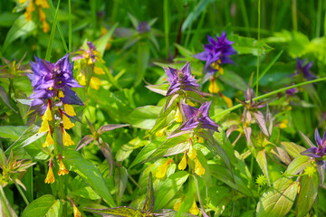 Field flowers with purple bracts and bright yellow inflorescences grow thickly among green grass. This close-up scene reflects the unique natural beauty and richness of field flora on a sunny day.