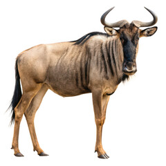 Wildebeest png large antelope png wild wildebeest png savanna animal png brown wildebeest png herd animal png grazing animal png transparent background image