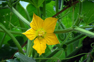 wax gourd flower, winter melon flower