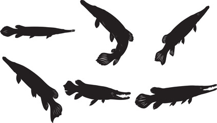 Alligator Gar fish silhouette vector illustration