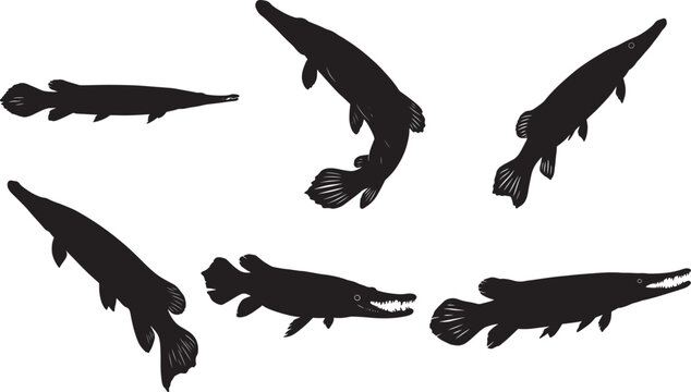 Alligator Gar fish silhouette vector illustration