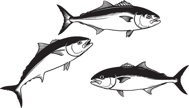Amberjack fish silhouette vector illustration