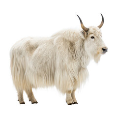 Yak png Himalayan animal png furry yak png mountain yak png domestic yak png large bovine png wild yak png transparent background image