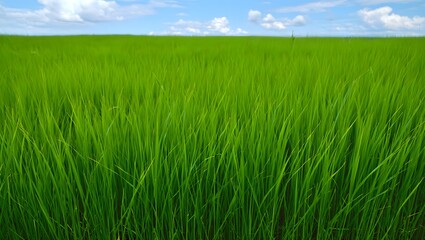 Fototapeta premium Open Green Grass Field with Realistic Texture and Clear Blue Sky in Natural Daylight Landscape