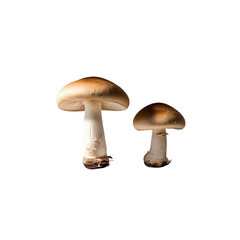 Two Brown Mushrooms on Transparent Background - Closeup Studio Shot